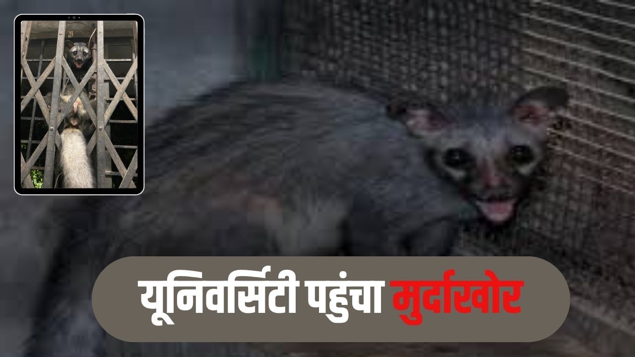 इलाहाबाद यूनिवर्सिटी के म्यूजिक डिपार्टमेंट में ‘मुर्दाखोर’ की एंट्री, देखते ही मचा हड़कंप