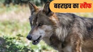 बहराइच में मारा गया ‘आदमखोर’, 4 बच्चों की मौत के बाद CM योगी लगाई फटकार; अब हुआ ये एक्शन