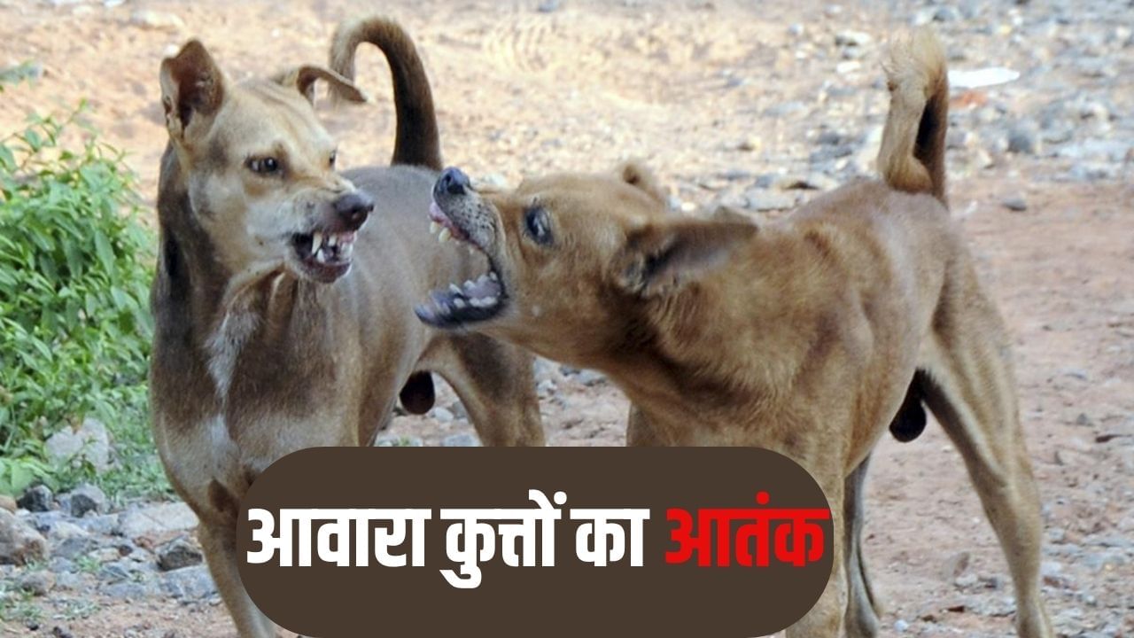 घर के बाहर सोए थे बुजुर्ग, आवारा कुत्तों ने किया हमला; नोंच-नोंचकर ले ली जान