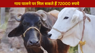 यूपी में गाय पालने पर मिल सकते हैं साल के 72000 रुपये, ऐसे करें आवेदन