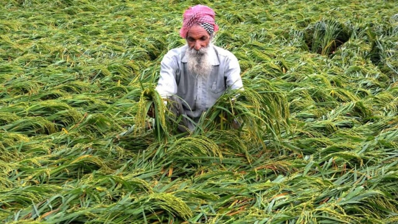बाढ़ में अगर फसल हो गई है खराब, तो प्रधानमंत्री फसल बीमा कर सकती है भरपाई