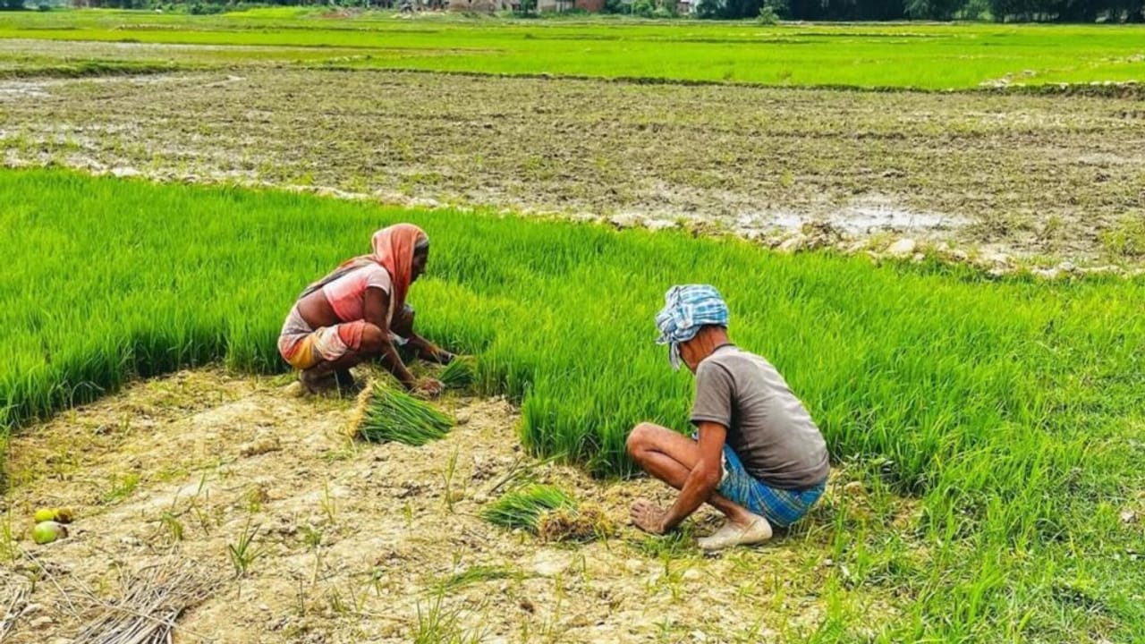 बाढ़ में अगर फसल हो गई है खराब, तो प्रधानमंत्री फसल बीमा कर सकती है भरपाई