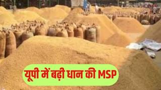 UP में धान की MSP 2389 रुपये, 48 घंटे में होगा भुगतान; जानें आपके जिले में कब खुलेंगे क्रय केंद्र