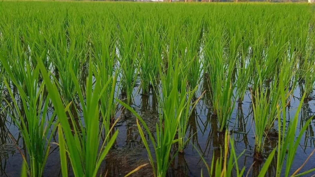 बाढ़ में अगर फसल हो गई है खराब, तो प्रधानमंत्री फसल बीमा कर सकती है भरपाई