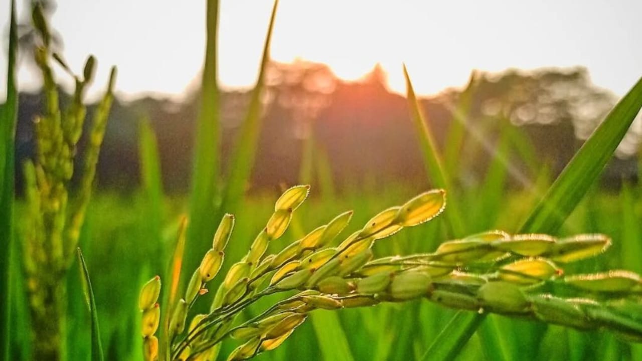 बाढ़ में अगर फसल हो गई है खराब, तो प्रधानमंत्री फसल बीमा कर सकती है भरपाई