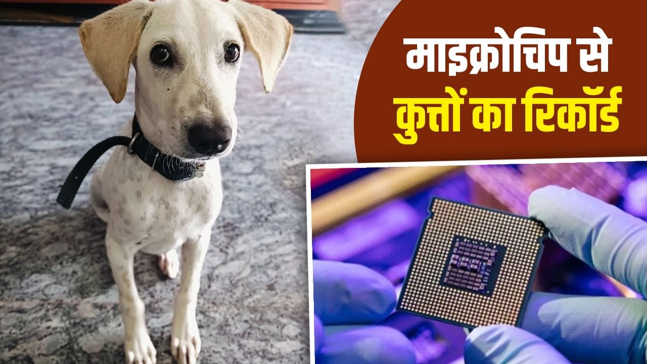 UP में माइक्रोचिप से होगी आवारा कुत्तों की निगरानी, दोबारा काटने पर आजीवन कैद