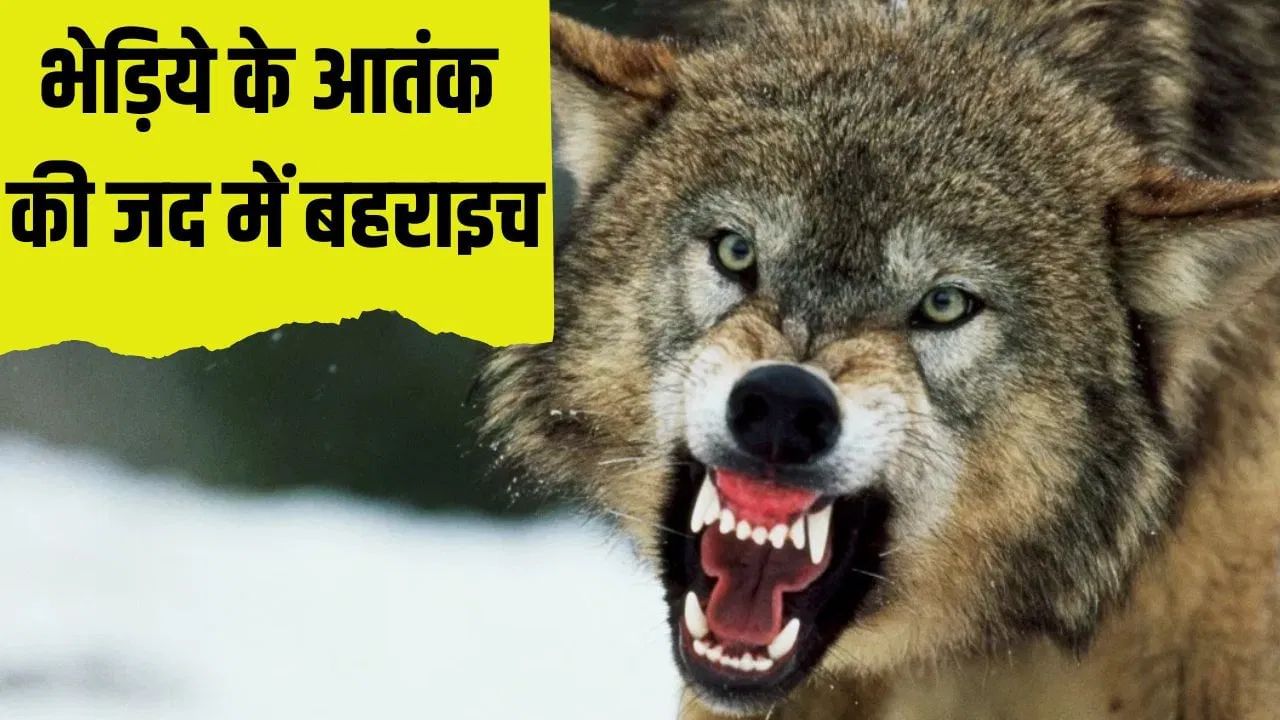 बहराइच में फिर 2 साल की बच्ची को उठा ले गया भेड़िया, 15 दिनों में 3 मौतें
