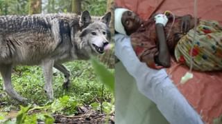 बहराइच में फिर भेड़िए का आतंक, 24 घंटे में 3 लोगों पर हमला, मासूम को नोचकर मार डाला