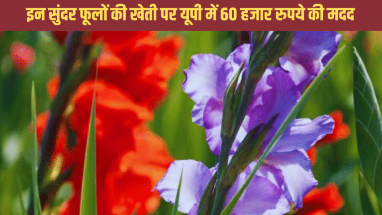 कुछ महीने में बन जाएंगे लखपति! UP में इस फूल की खेती पर मिल रहे ₹60000