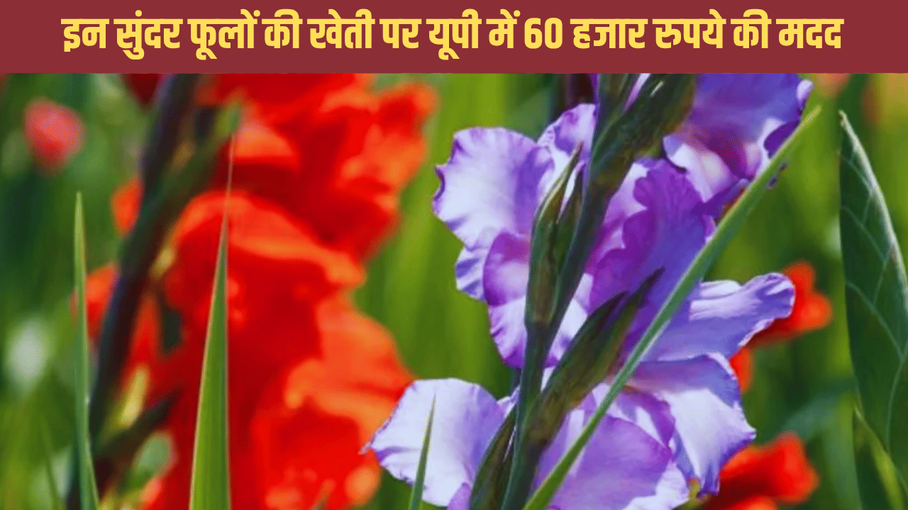 कुछ ही महीने में बन जाएंगे लखपति! यूपी में इस फूल की खेती पर मिलते हैं ₹ 60 हजार, यहां आवेदन करें किसान