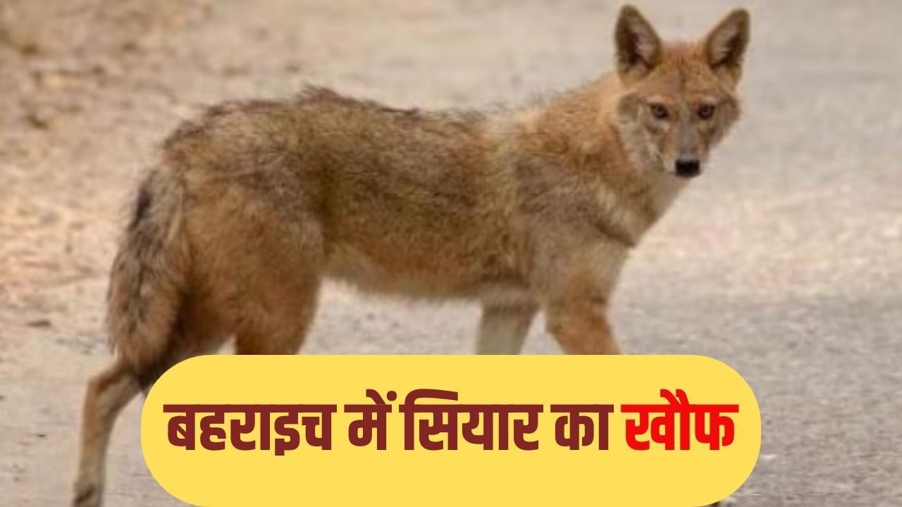 बहराइच में पहले भेड़िया और अब सियार का खौफ, 2 लोगों पर किया हमला तो ग्रामीणों ने पीट-पीटकर मार डाला