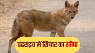 बहराइच में पहले भेड़िया और अब सियार का खौफ, 2 लोगों पर किया हमला तो ग्रामीणों ने पीट-पीटकर मार डाला