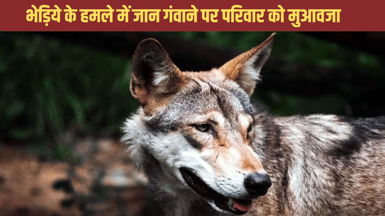 भेड़िए के हमले में जान गंवाने पर 5 लाख देती है योगी सरकार, जानें इस स्कीम के बारे में भेड़िए के हमले में जान गंवाने पर 5 लाख देती है योगी सरकार, जानें इस स्कीम के बारे में