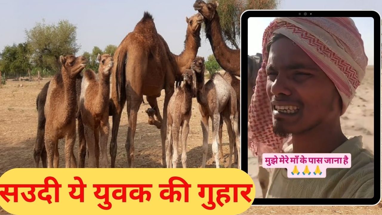 पासपोर्ट जब्त, मिला ऊंट चराने का काम; सउदी में रोते हुए अंकित का Video