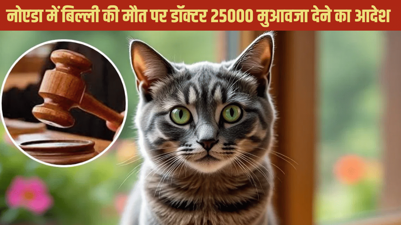 डॉक्टर की लापरवाही से बिल्ली की मौत, देना होगा 25000 रुपये का मुआवजा