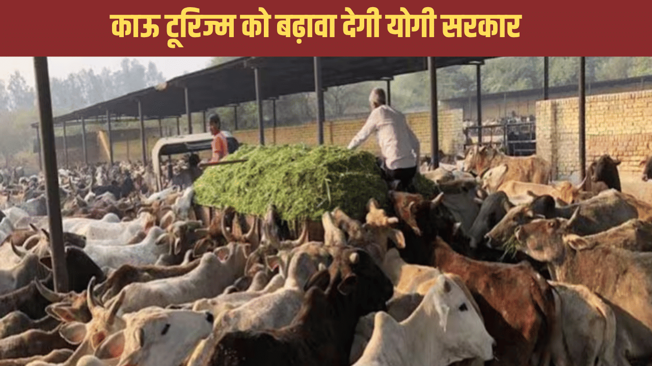 हर जिले में एक आदर्श गौशाला बनाएगी योगी सरकार, जहां पर जा सकेंगे पर्यटक हर जिले में एक आदर्श गौशाला बनाएगी योगी सरकार, जहां पर जा सकेंगे पर्यटक