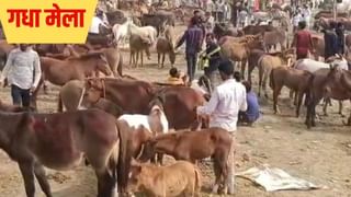 1.05 लाख में’सन्नी देओल’ तो 70 हजार में ‘शाहरुख’, औरंगजेब के समय से यहां होती आ रही गधों की नीलामी