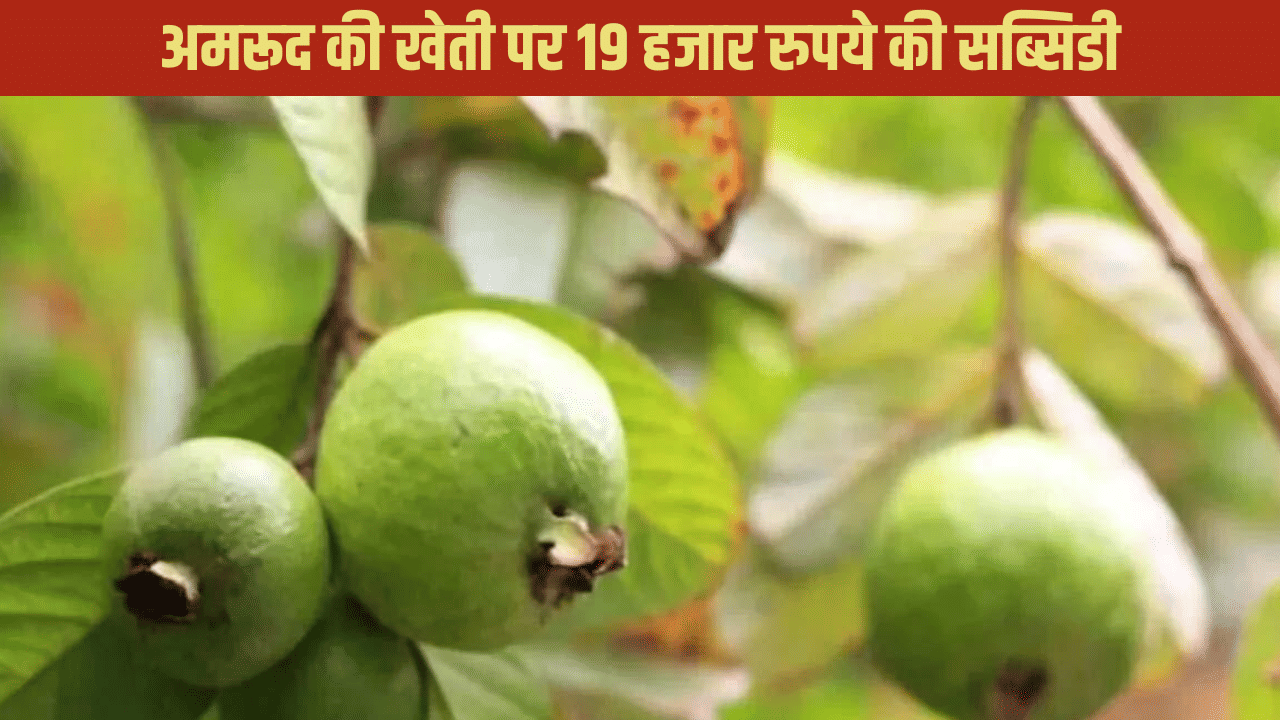 एक बार का इनवेस्टमेंट 40 साल तक मुनाफा, इस फल को लगाने पर यूपी सरकार से ले जाएं ₹19 हजार