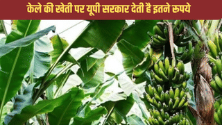 गजब! केले की खेती करें और इतने हजार रुपये ले जाएं, लखपति बना देगी यूपी सरकार की ये स्कीम