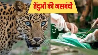 तेंदुए मैटिंग तो करेंगे, फिर भी नहीं बढ़ेगी आबादी; UP में वन विभाग करने जा रहा ये बड़ा काम