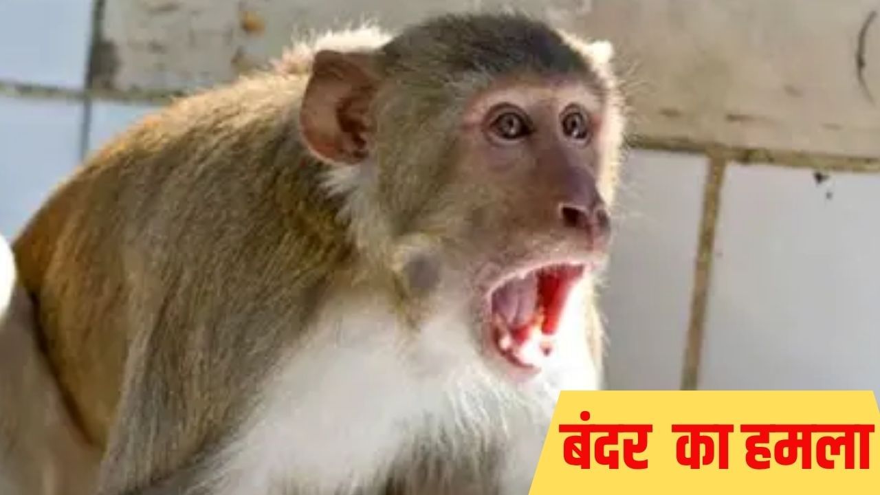 इस बंदर की दरोगा से क्या दुश्मनी? तीसरी मंजिल से सिर पर फेंककर मारा ईंट, हेलमेट से बची जान इस बंदर की दरोगा से क्या दुश्मनी? तीसरी मंजिल से सिर पर फेंककर मारा ईंट, हेलमेट से बची जान