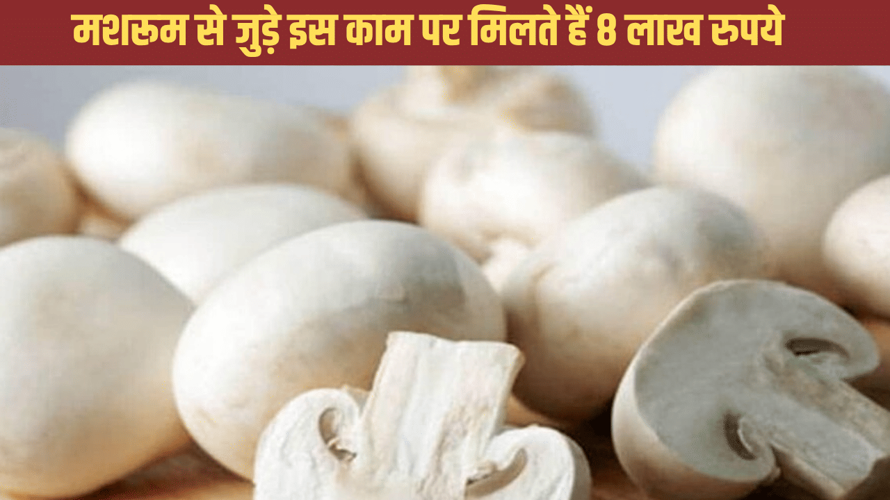 मशरूम बनाएगा बिजनेसमैन, योगी सरकार दे रही 8 लाख रुपये, ऐसे उठाएं फायदा मशरूम बनाएगा बिजनेसमैन, योगी सरकार दे रही 8 लाख रुपये, ऐसे उठाएं फायदा