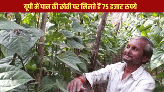 ‘बच्चन साहब’ ने जिस पान को खाकर मचाया था धमाल, यूपी में उसकी खेती पर किसानों को मिलते हैं 75 हजार रुपये