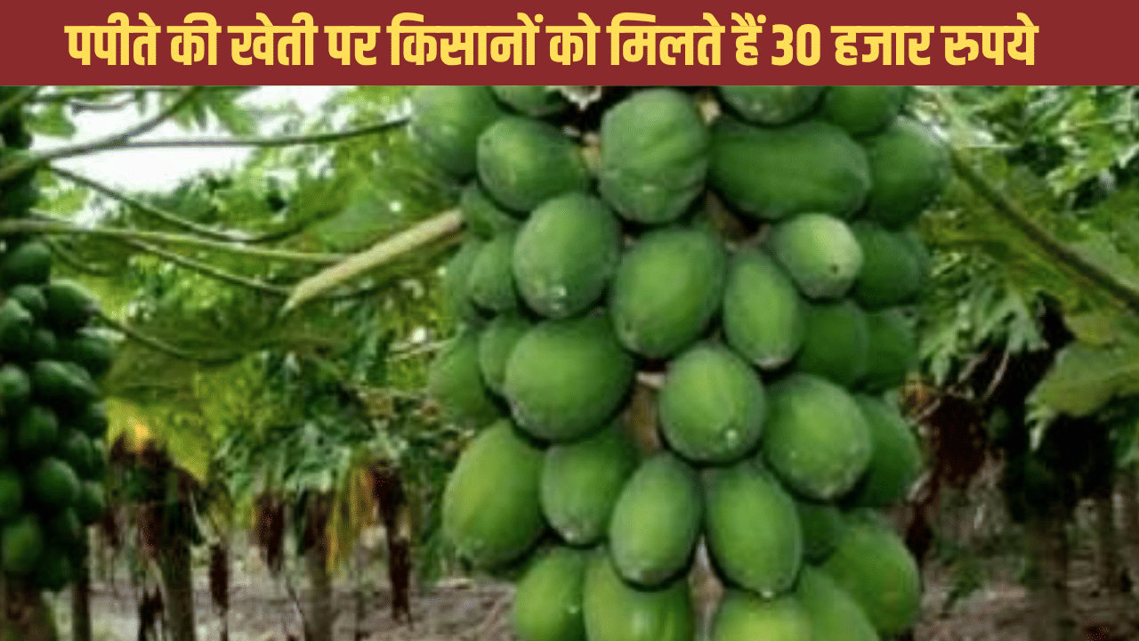 खुशखबरी! यूपी में पपीते की खेती करें और 30 हजार रुपये ले जाएं, ऐसे करना होगा आवेदन खुशखबरी! यूपी में पपीते की खेती करें और 30 हजार रुपये ले जाएं, ऐसे करना होगा आवेदन
