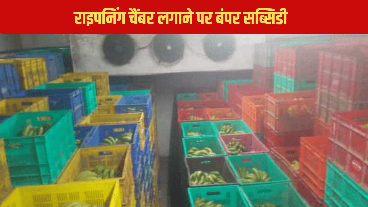 गजब का बिजनेस, राइपनिंग चैंबर से किसान कमा सकते हैं मोटा मुनाफा, योगी सरकार से भी मिलते हैं 35 हजार रुपये गजब का बिजनेस, राइपनिंग चैंबर से किसान कमा सकते हैं मोटा मुनाफा, योगी सरकार से भी मिलते हैं 35 हजार रुपये