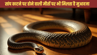 सांप काटने से हो मौत या मधुमक्खी…. परिवार को मिलेंगे 4 से 5 लाख रुपये, योगी सरकार की गजब की स्कीम