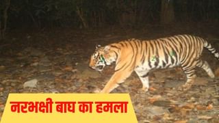 शाम ढलते महिला को गन्ने के खेत में खींच ले गया नरभक्षी, सुबह इस हाल में मिला शव; लखीमपुर में बाघिन की दहशत