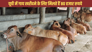 यूपी सरकार की गजब स्कीम, गाय खरीदने के लिए मिलते हैं 80 हजार रुपये, जानें आवेदन का तरीका