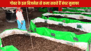 किसानों को बिजनेसमैन बनाएगा गाय का गोबर, यूपी सरकार भी देगी 50 हजार रुपये, गजब की है ये स्कीम