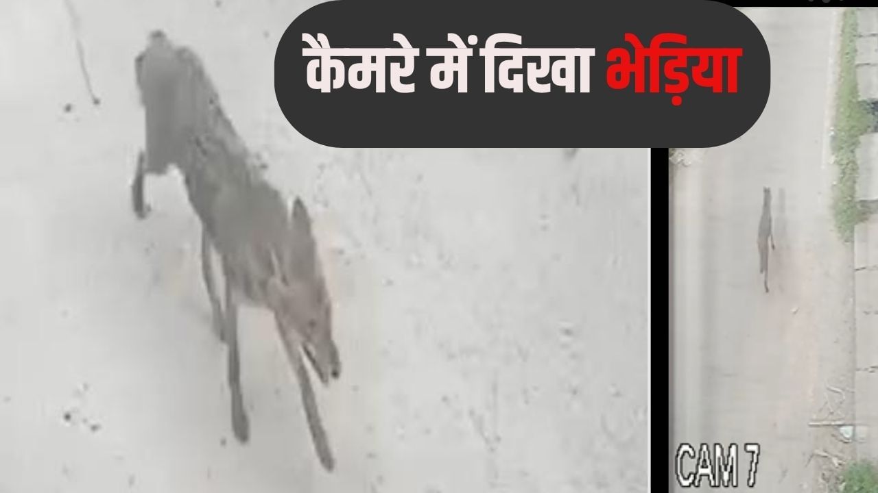 बहराइच अभी खत्म नहीं हुआ ‘आदमखोर’ खौफ, फिर 4 लोगों पर भेड़िए का हमला; सामने आया CCTV फुटेज