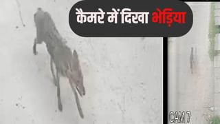 बहराइच अभी खत्म नहीं हुआ ‘आदमखोर’ खौफ, फिर 4 लोगों पर भेड़िए का हमला; सामने आया CCTV फुटेज