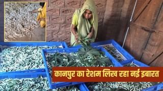 कानपुर बन रहा नया सिल्क हब, कीटपालन से किसान खुशहाल; आय हुई दोगुनी