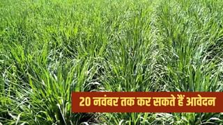 चारा उगाओ, पैसा पाओ… जानें क्या है नैपियर घास मिशन, जो सहारनपुर में किसानों को बनाएगा मालामाल!