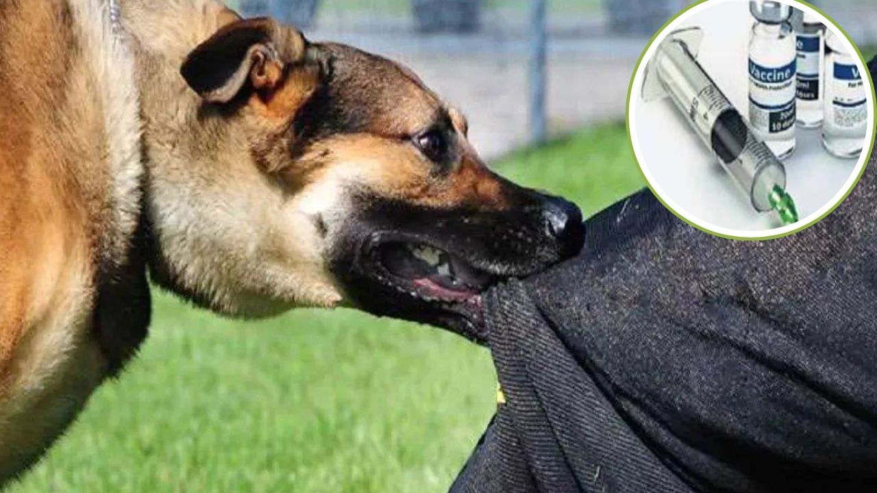 कुत्ते के काटने से मौत हुई गाय की, रेबीज का इंजेक्शन लगवाने दौड़ पड़ा पूरा गांव; हैरान कर देगी कहानी