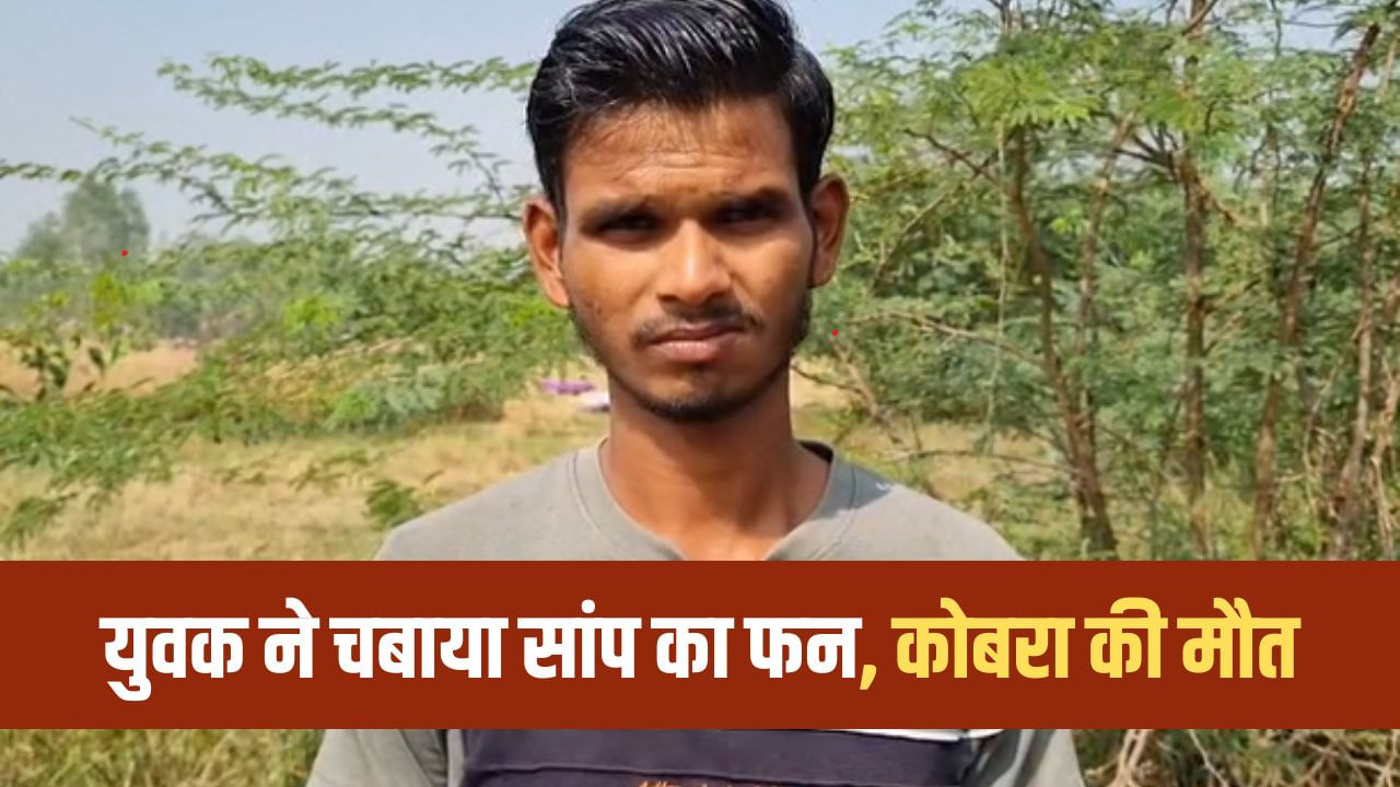 अनोखा बदला! जहरीले कोबरा ने डसा, तो युवक ने पलटवार में चबा डाला सांप का फन