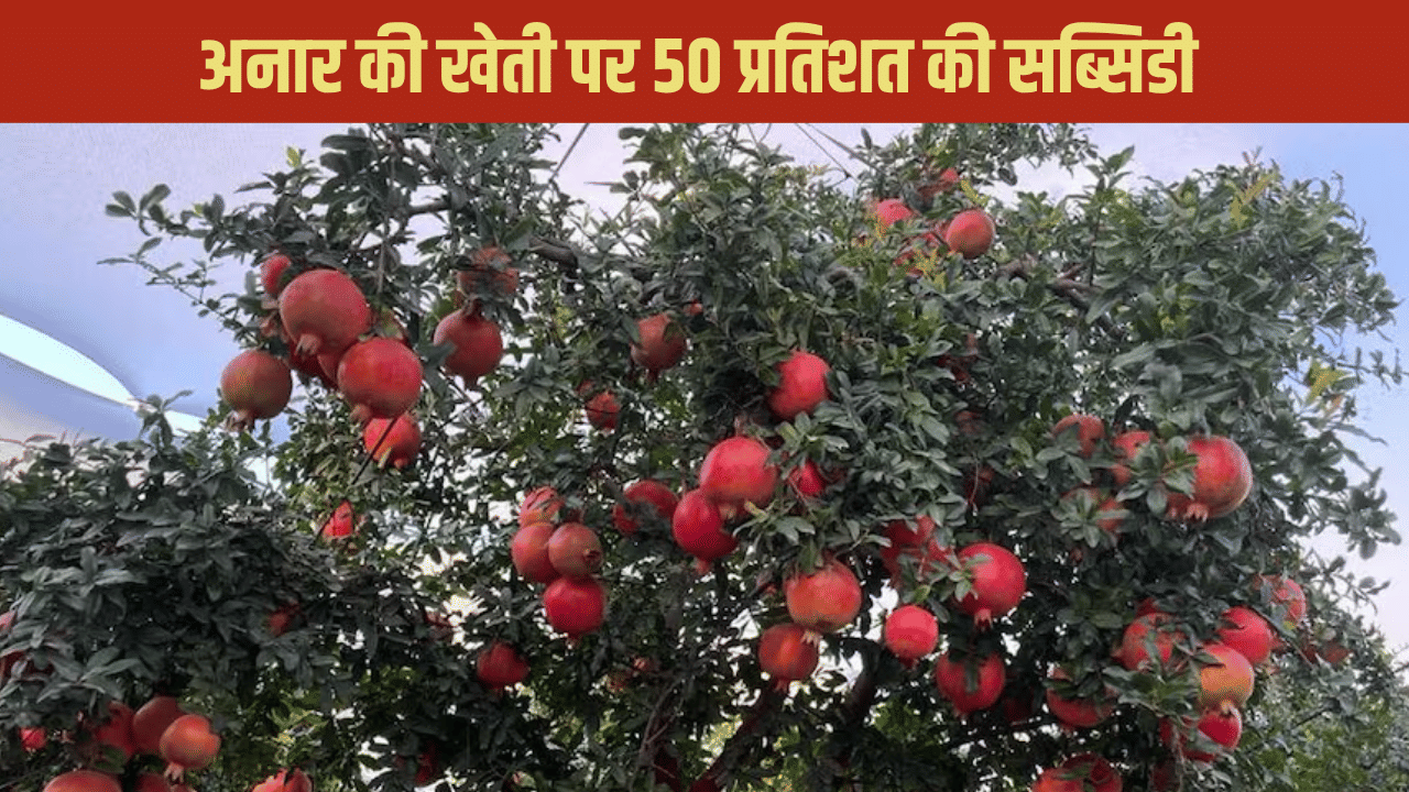 लखपति बना सकता है इस फल का बाग, लगाने के लिए सरकार दे रही सब्सिडी, आसान है रजिस्ट्रेशन