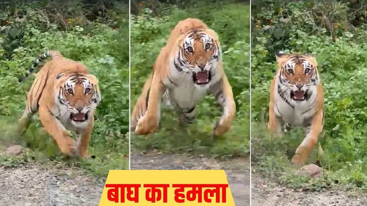 पीलीभीत टाइगर रिजर्व में बाघ की तस्वीरें खींच रहे थे टूरिस्ट, तभी हुआ कुछ ऐसा कि… हो गया मौत से सामना