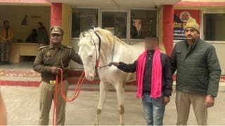 लखनऊ में कर्बला से चोरी ‘जुलजनाह’ घोड़ा बरामद, पूर्व केयरटेकर की ही फिसली थी नीयत