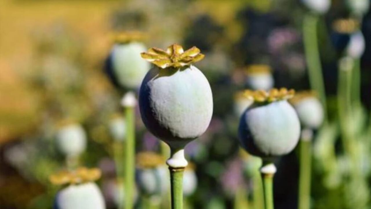 एशिया का सबसे बड़ा प्रासेसिंग केंद्र, फिर क्यों गाजीपुर में उजड़ गई अफीम की खेती? देखें Photos