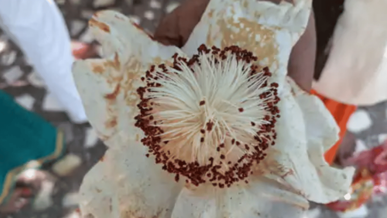 महाभारत काल के पारिजात वृक्ष पर फिर खिले फूल, बाराबंकी में उमड़ी पर्यटकों की भीड़