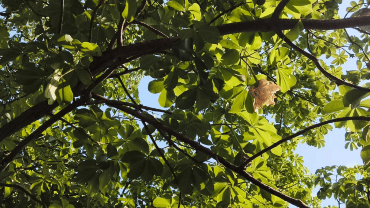 महाभारत काल के पारिजात वृक्ष पर फिर खिले फूल, बाराबंकी में उमड़ी पर्यटकों की भीड़