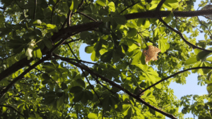 महाभारत काल के पारिजात वृक्ष पर फिर खिले फूल, बाराबंकी में उमड़ी पर्यटकों की भीड़