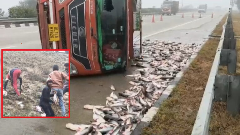 ईस्टर्न पेरिफेरल पर मछलियों की लूट, कंटेनर पलटते ही दौड़ पड़े लोग; बोरों में भर ले गए