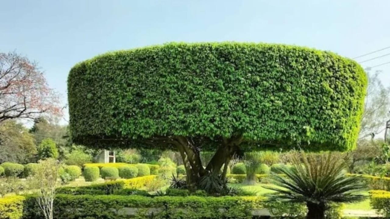 यूपी के इस फोर्ट को क्यों कहते हैं ‘बौना चोर किला’? हैरान कर देगा रहस्य; PHOTOS