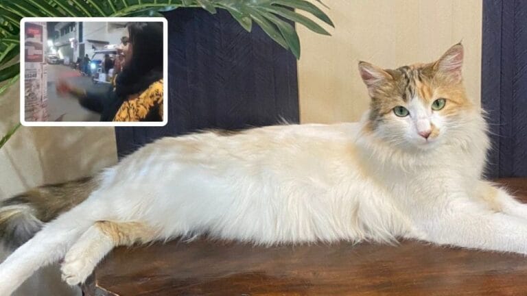 लापता बिल्ली ढूंढ कर लाने पर मिलेंगे 10 हजार, पूरे शहर में लगे पोस्टर