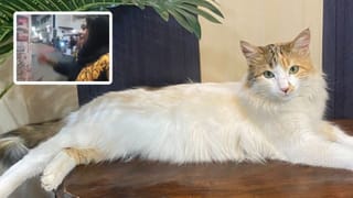 लापता बिल्ली ढूंढ कर लाने पर मिलेंगे इतने सारे रुपये, मालकिन ने पूरे शहर में लगवाए पोस्टर